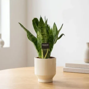 Sansevieria (Lingua di Suocera) in Vaso di Design | Pianta da Interno Purifica Aria