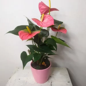 Anthurium