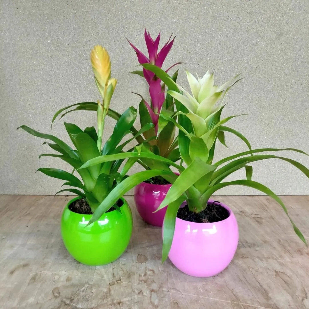 guzmania colori