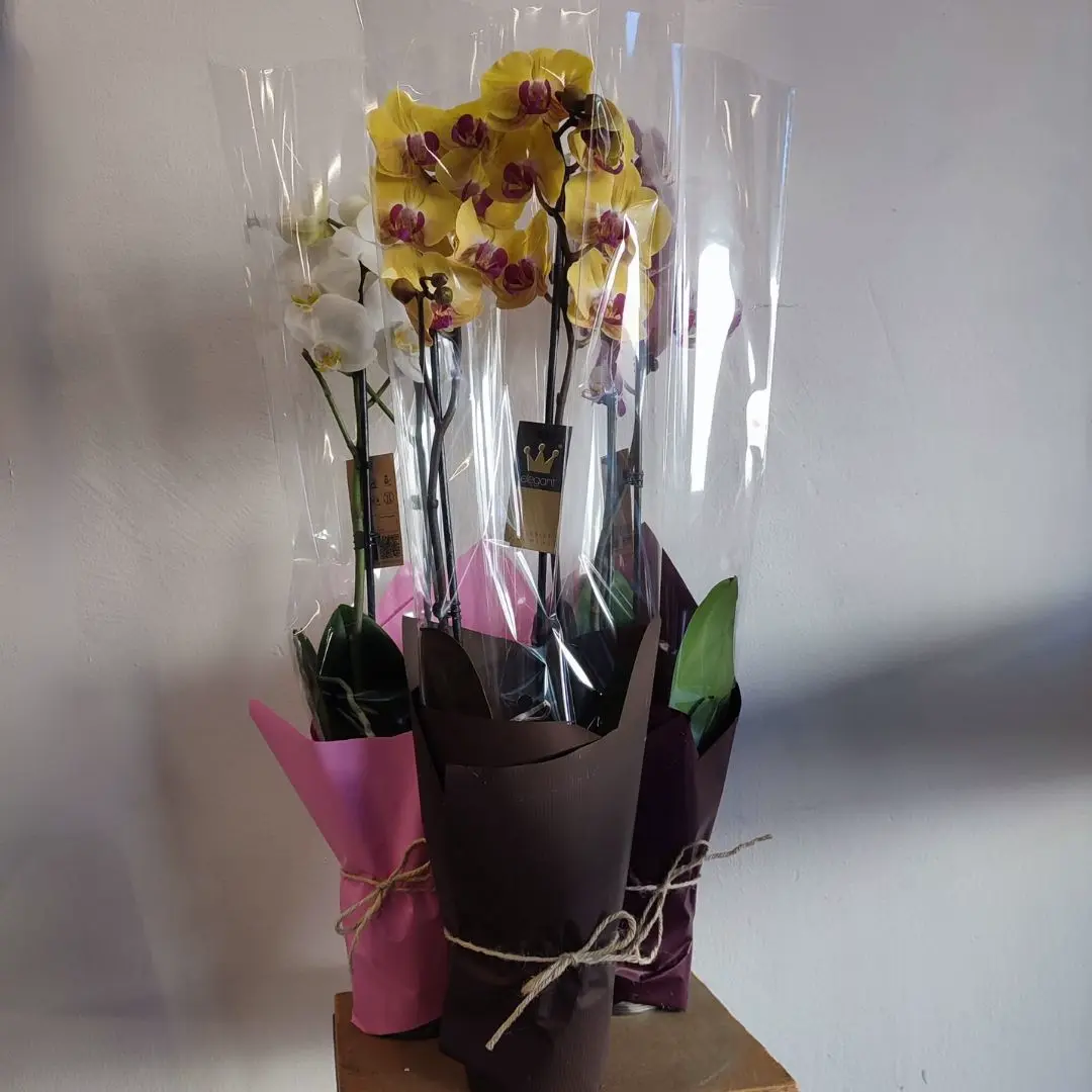 Orchidea Phalaenopsis vari colori - immagine 2