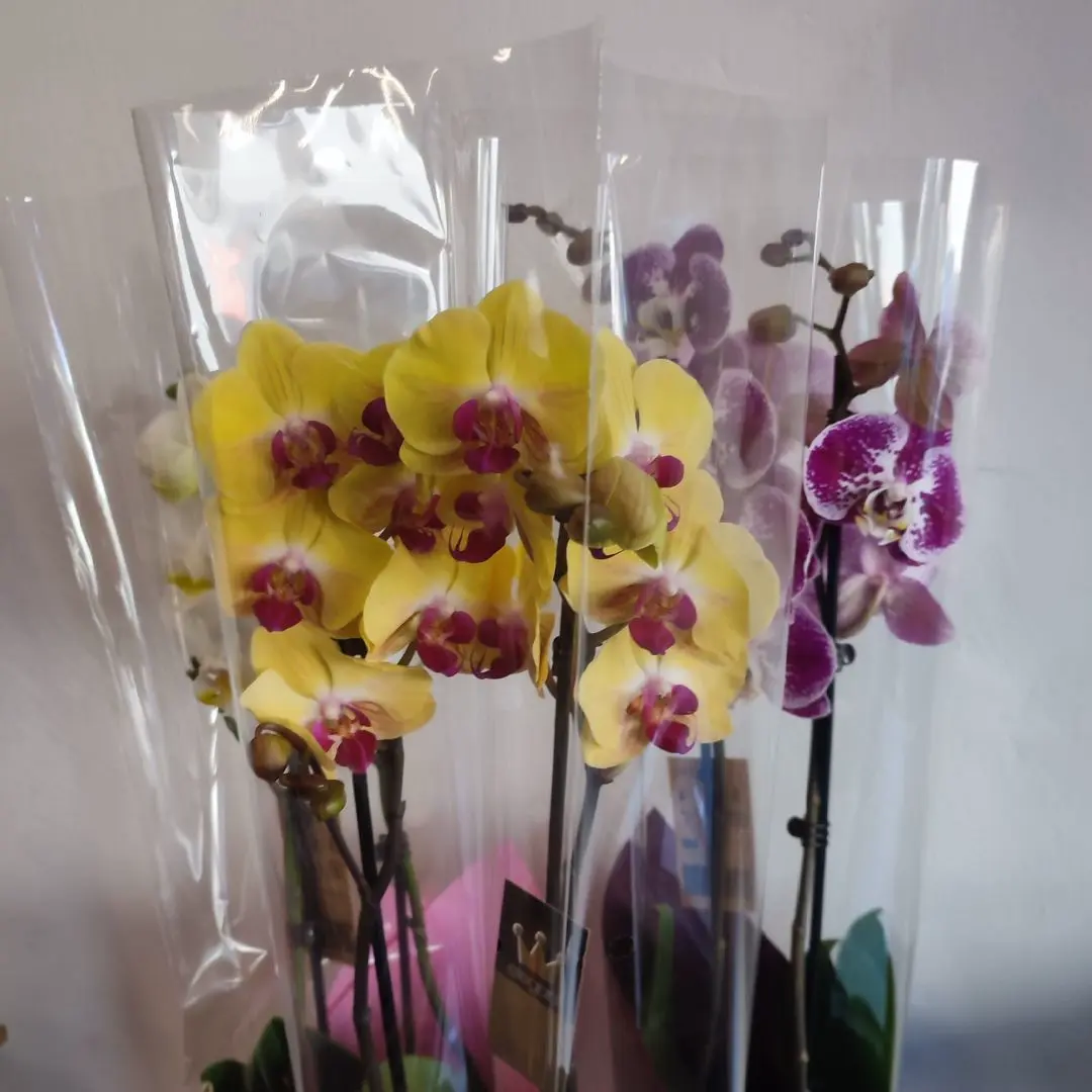 Orchidea Phalaenopsis vari colori - immagine 3