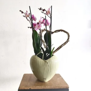 Orchidea Phalaenopsis Special Mom
