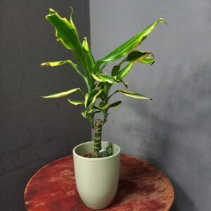 Happy Tronky - Tronchetto della felicità-(Dracaena fragrans) | Pianta da Interno Purifica Aria