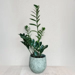 zamia in vaso