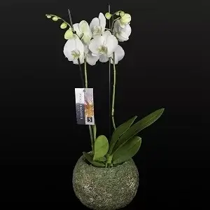 Categoria Piante e Orchidee