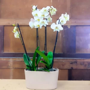 Orchidea Doppia