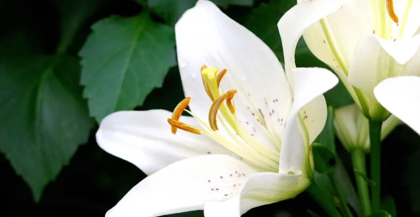 fiori San Valentino gigli