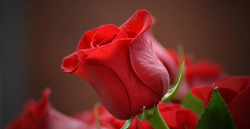 fiori San Valentino rose