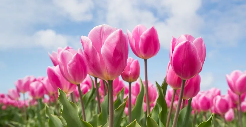 fiori San Valentino tulipani