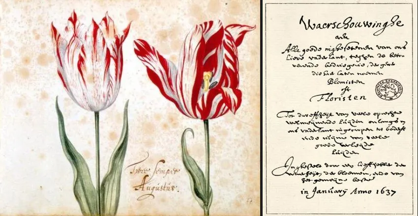 tulip mania