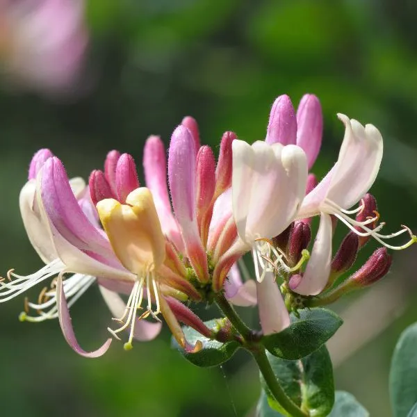 fiori per api caprifoglio plant a flower day