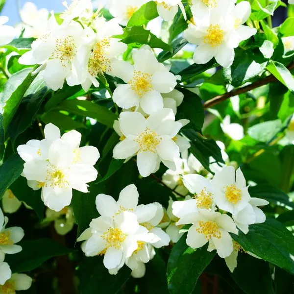 fiori per api gelsomino plant a flower day