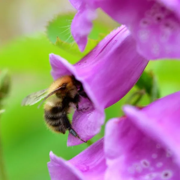 fiori per api digitale plant a flower day