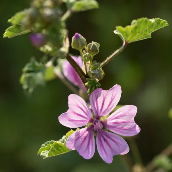 fiori per api malva plant a flower day