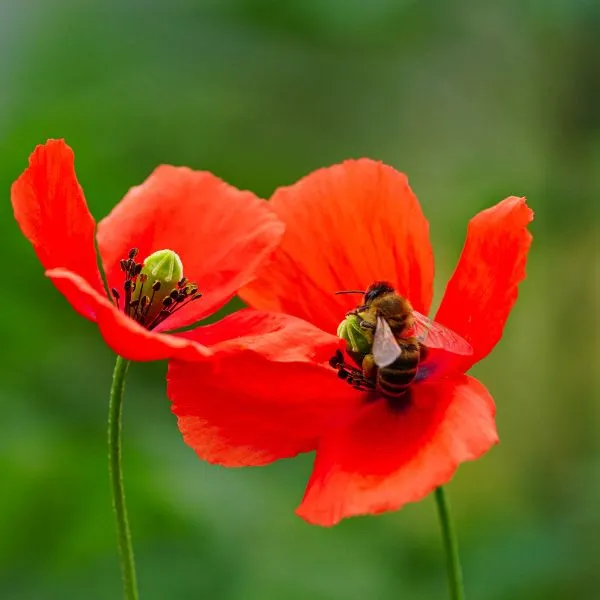 fiori per api papavero plant a flower day