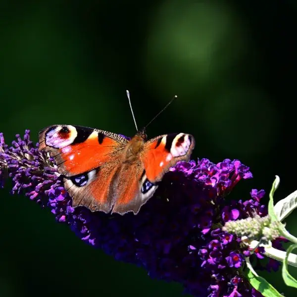fiori per farfalle buddleia plant a flower day