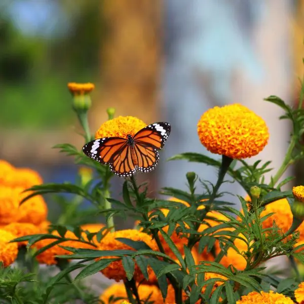 fiori per farfalle calendula plant a flower day
