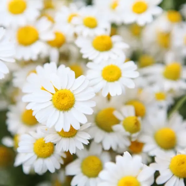 fiori per farfalle camomilla plant a flower day