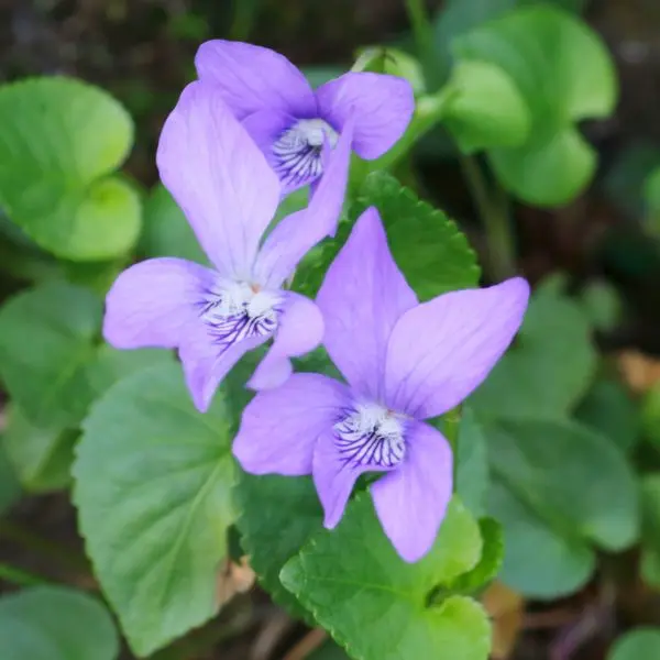 fiori per farfalle viola plant a flower day
