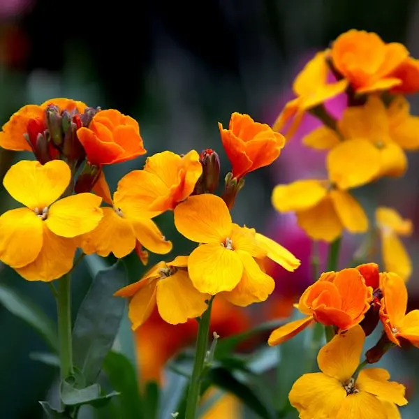 fiori per farfalle violaciocca plant a flower day