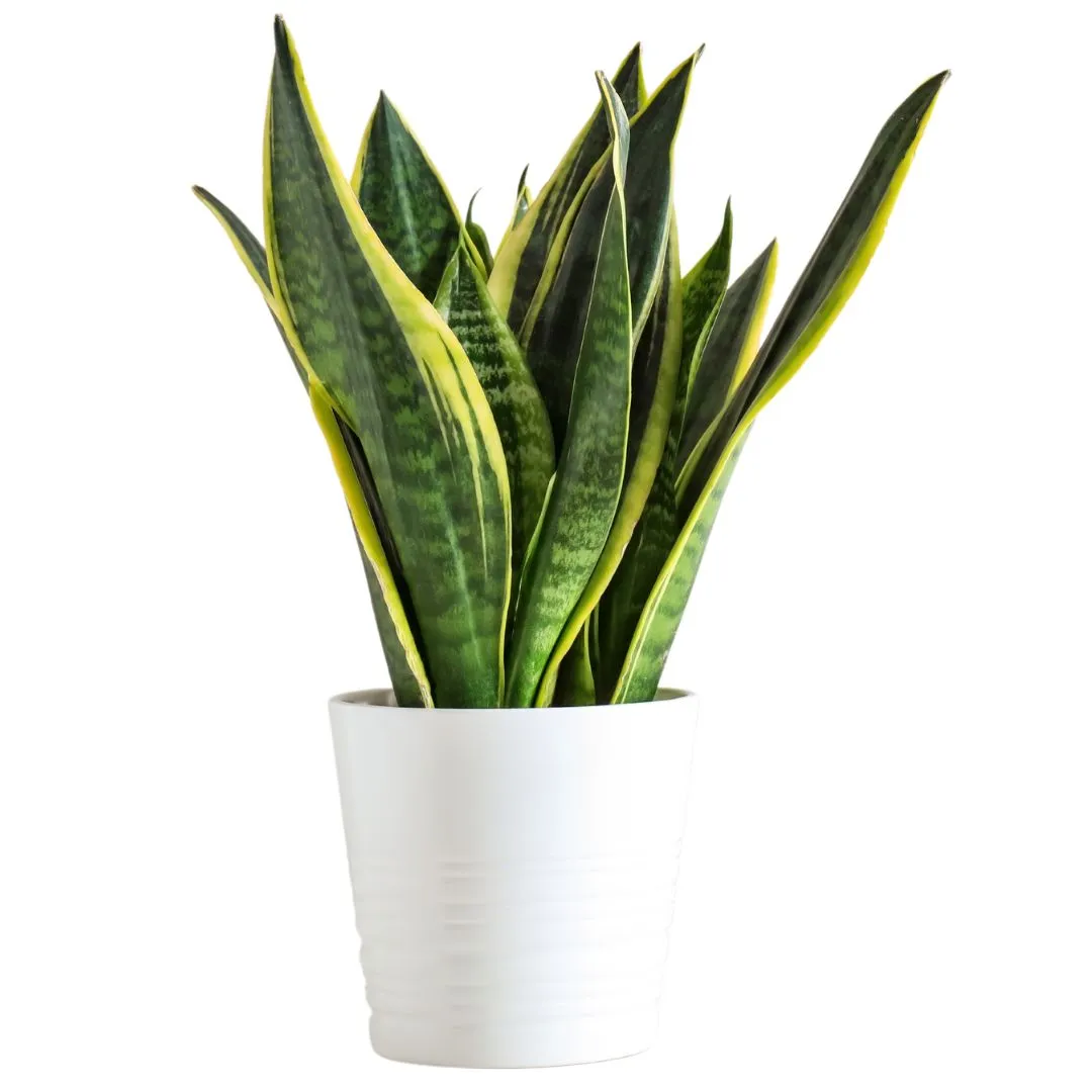 Piante da appartamento sansevieria
