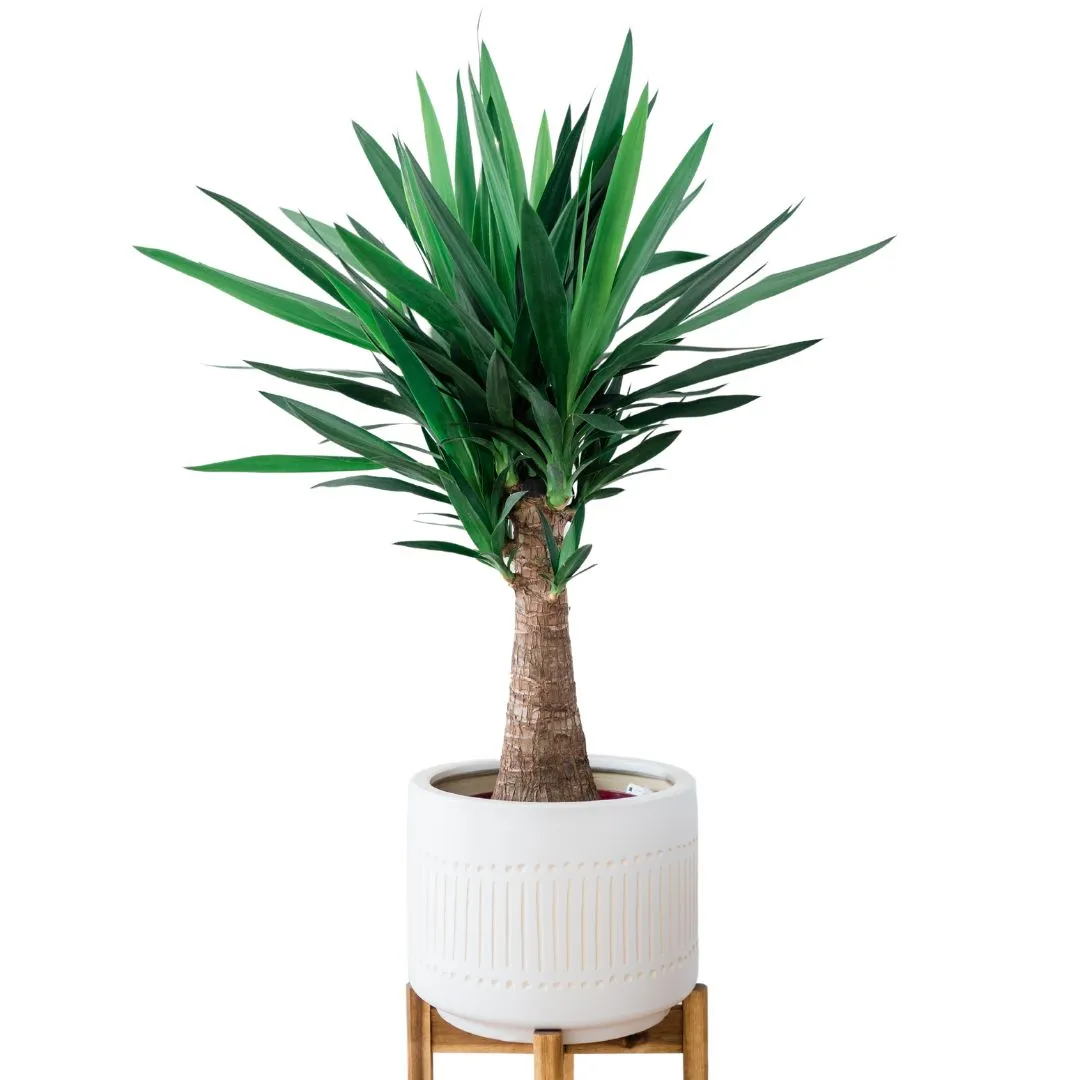 Piante da appartamento yucca