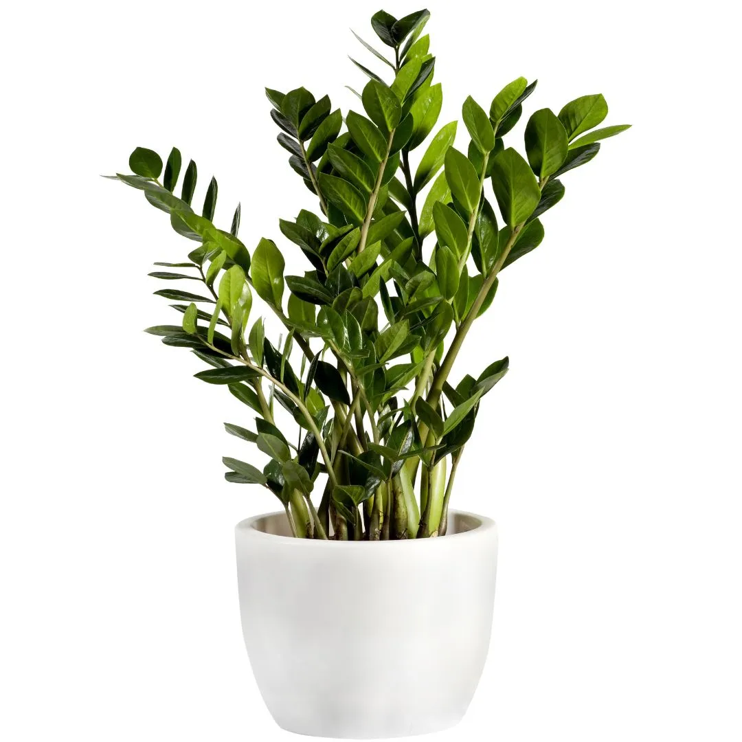 Piante da appartamento zamia