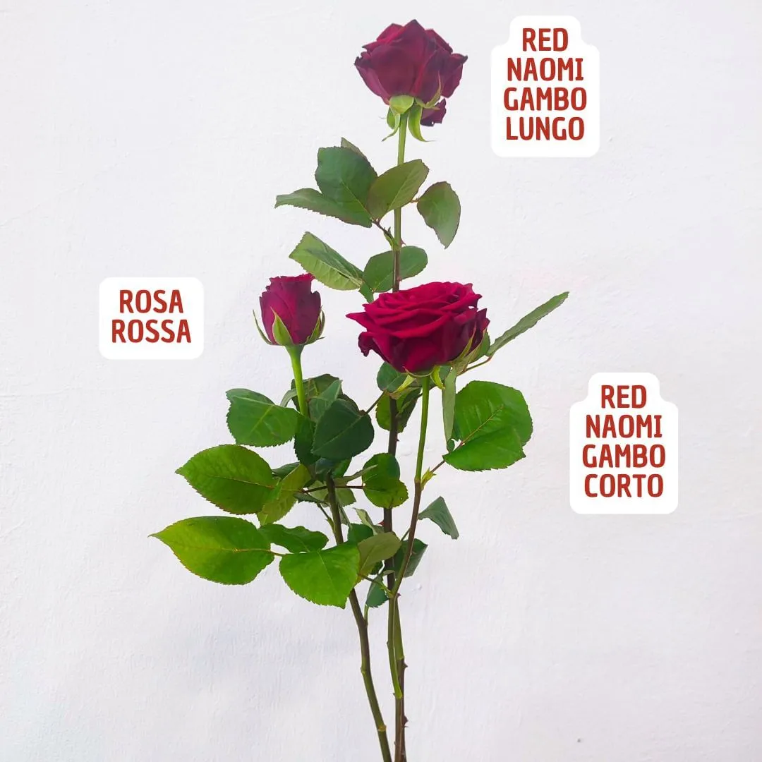 Differences Red Naomi