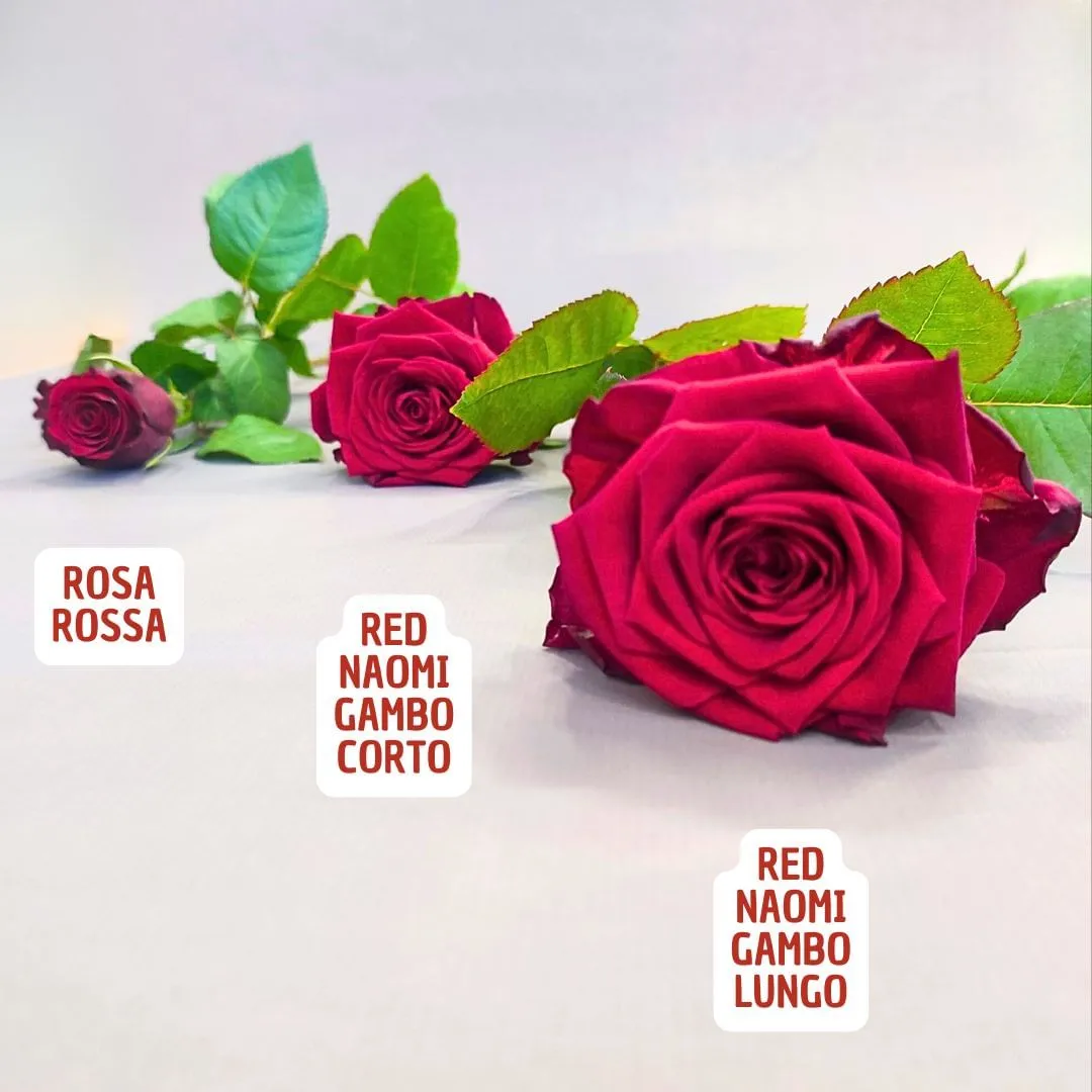 Differences Red Naomi