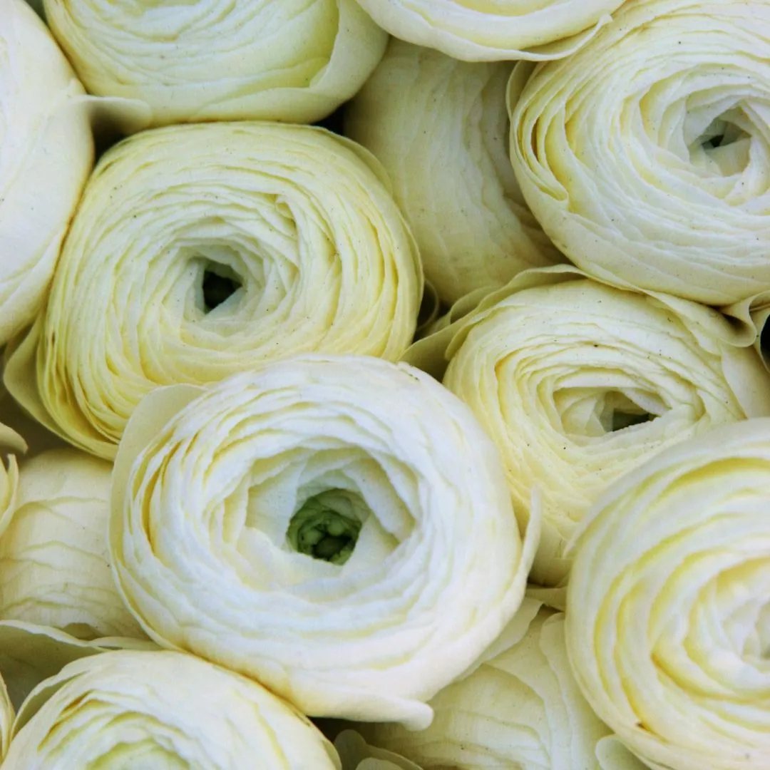 Ranuncolo bianco