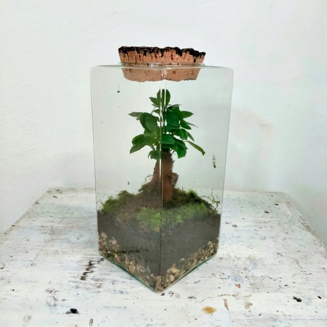 giardino zen terrario