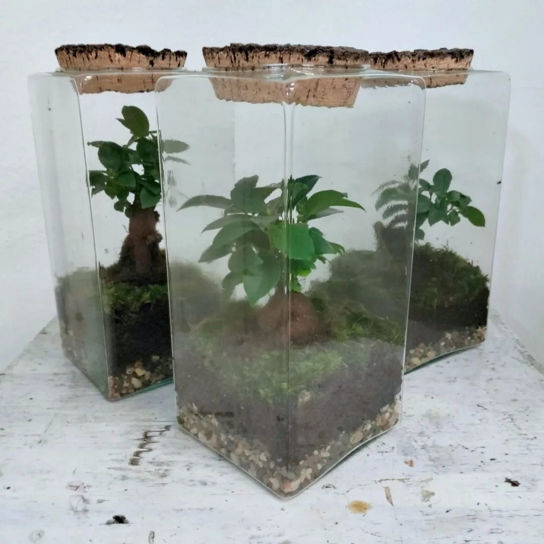 giardino zen terrario