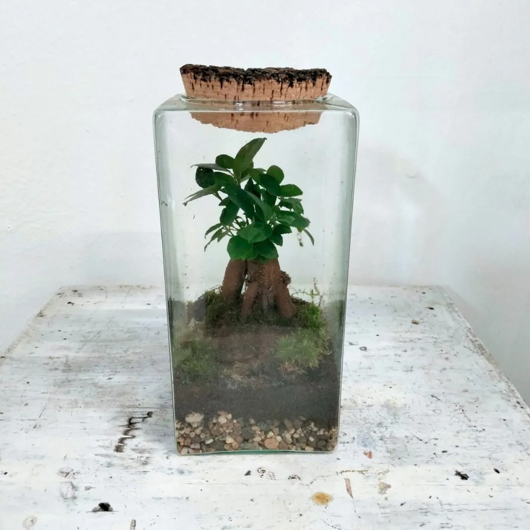 Terrario "Mini Giardino Zen" con Ficus Ginseng - immagine 4