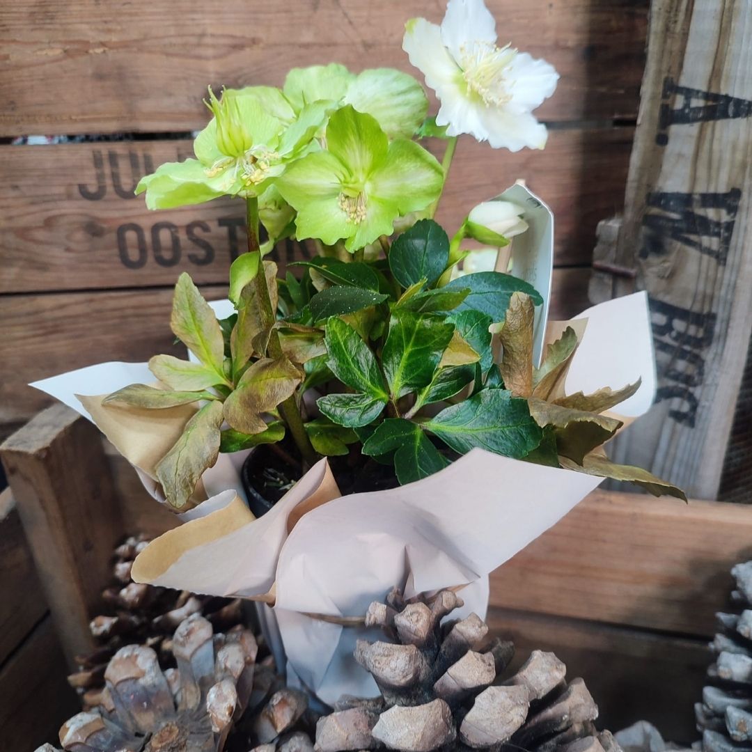 elleboro fiori invernali