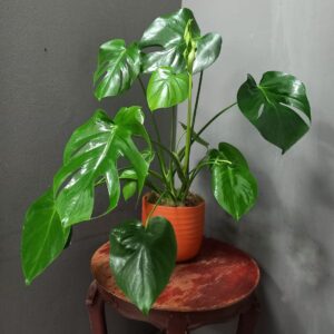 Monstera Deliciosa | Pianta da Appartamento Grande di Design