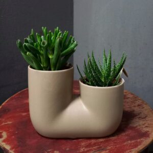 Pianta Grassa in Vaso di Design "U-Shape" | Succulente Miste da Collezione