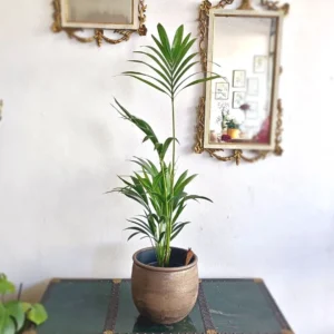 Kenzia- Howea Forsteriana- Safe for Pets