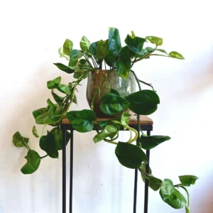 Pianta Pothos Variegato (Epipremnum aureum) con Vaso di Design