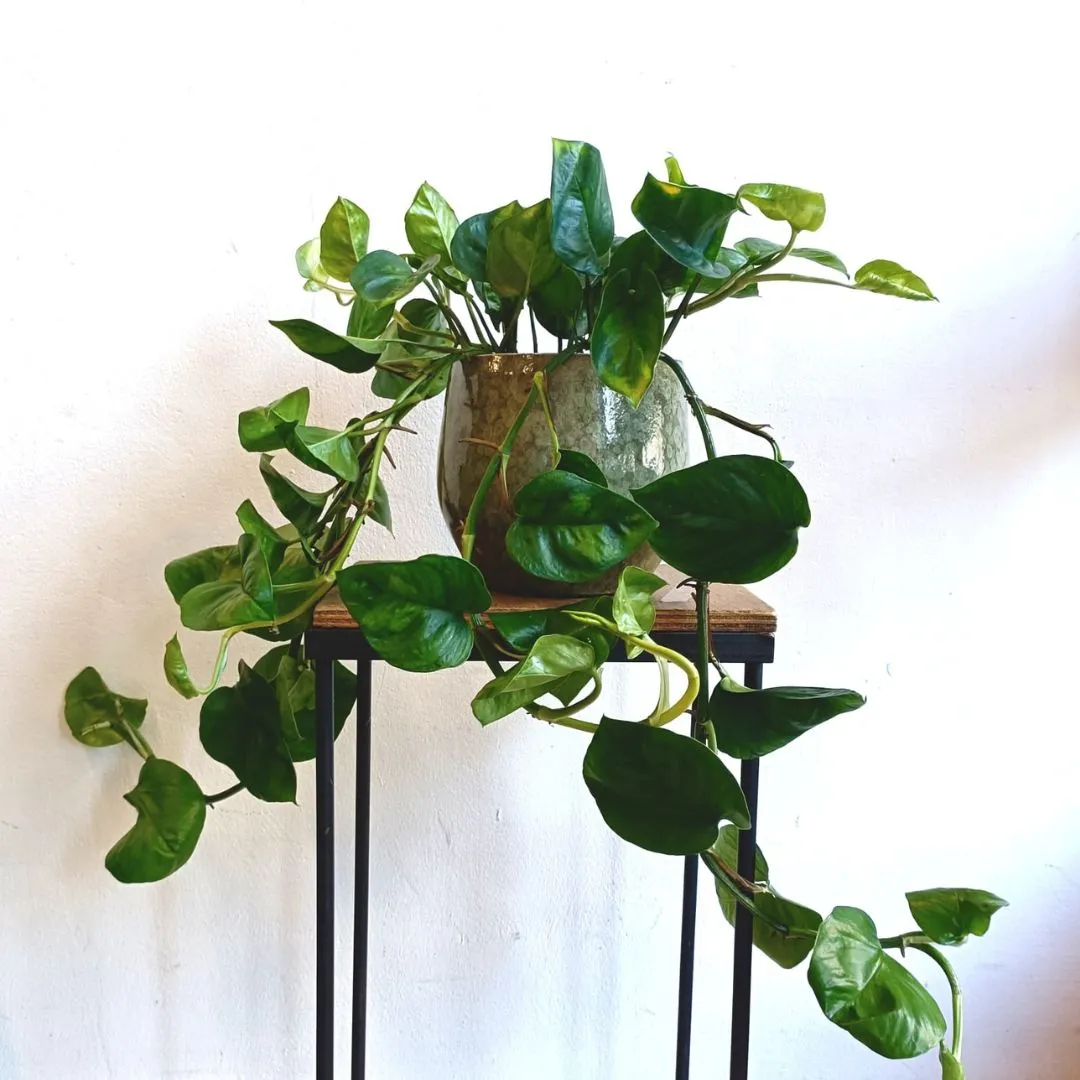 Pianta Pothos Variegato (Epipremnum aureum) con Vaso di Design